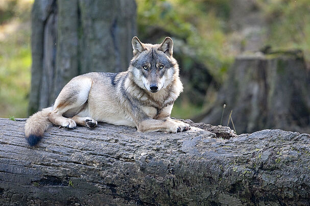 Der Wolf, Canis lupus, Foto Christoph Bosch