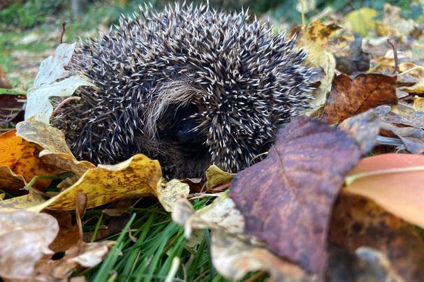 Igel im Laub, Foto Martina Gehret