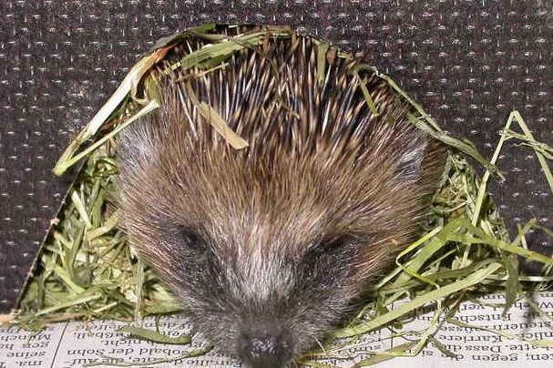 Igel in der Aufzuchtstation Retzbach, Foto Reinhard Fritz