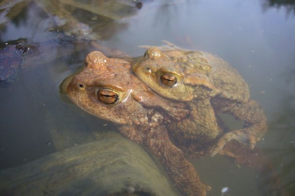 Erdkröten, Foto U.Meßlinger