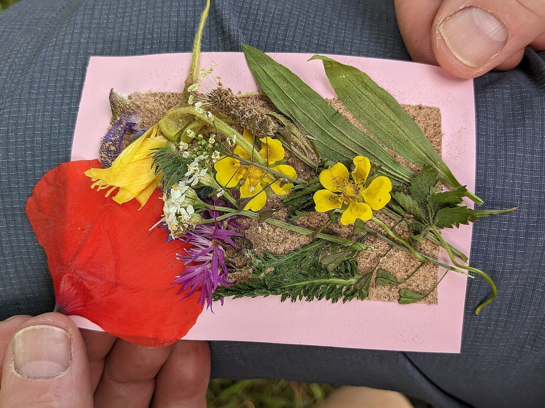 Wild & Lecker: kreative Erinnerungskarte Pflanzen, Foto Conni Schlosser