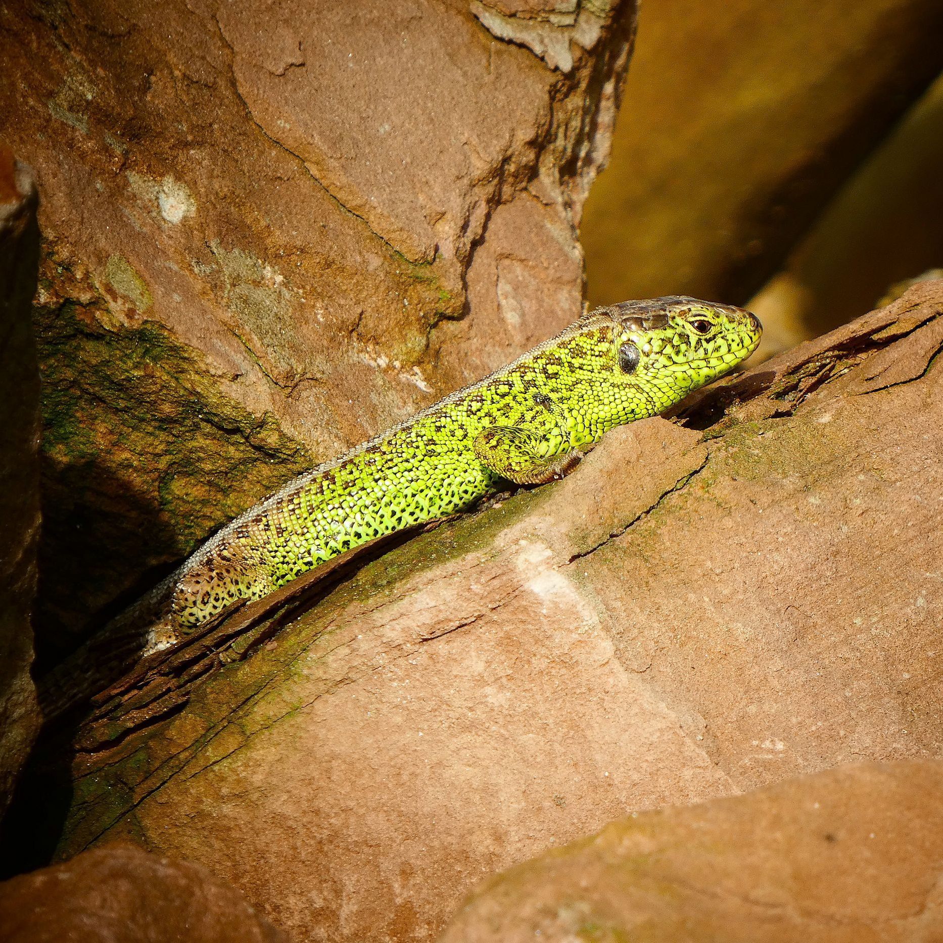 Zauneidechsenmännchen, Foto Michael Pfister