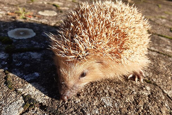 Ein Igel in der Aufzuchtstation, Foto Reinhard Fritz