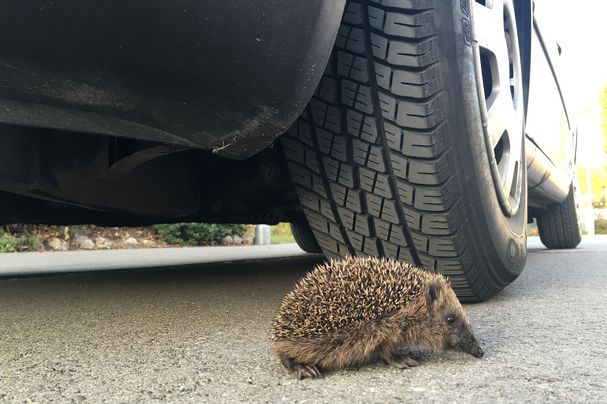 Igel auf der Straße, Foto Martina Gehret