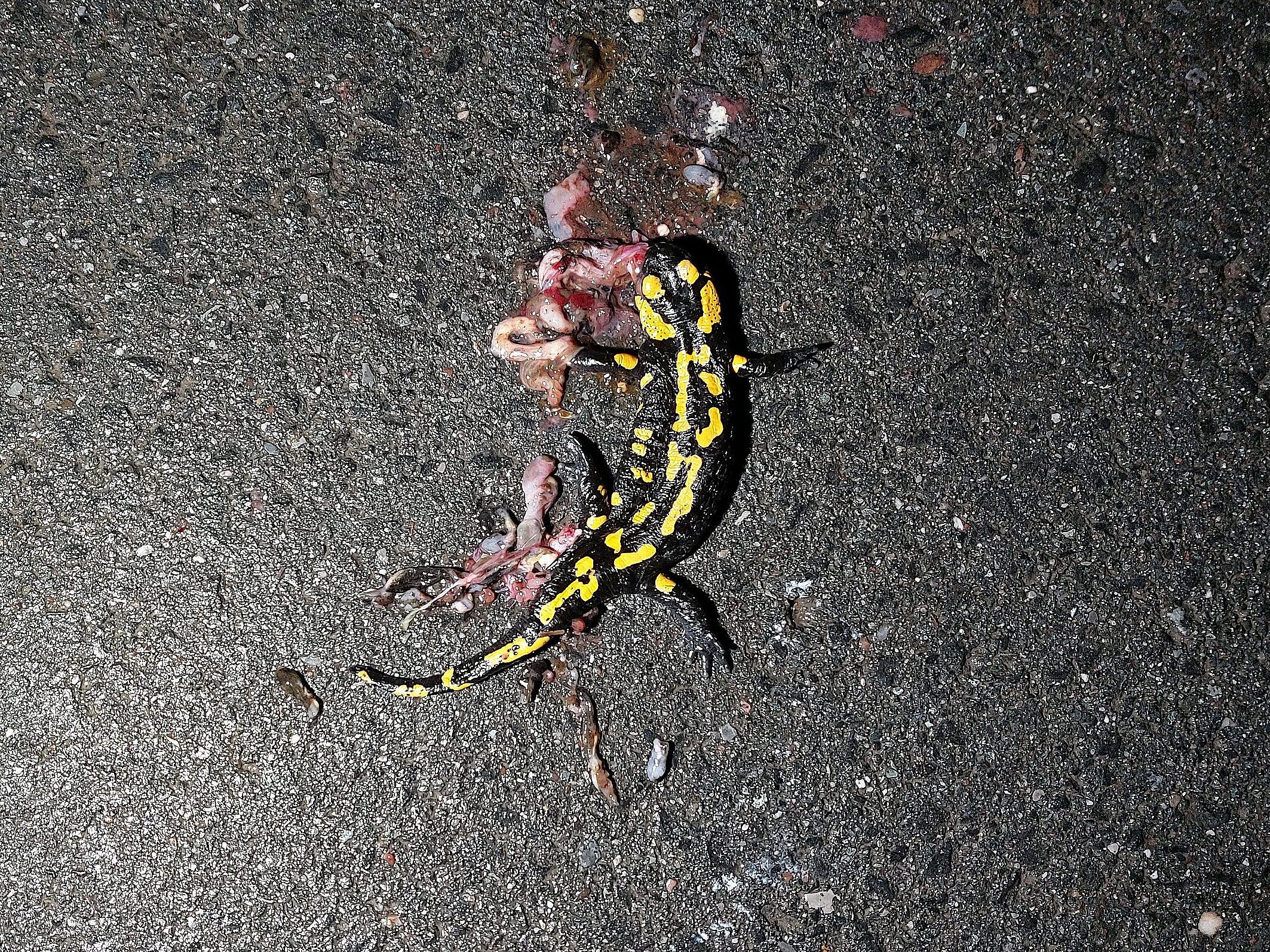 Vom Straßenverkehr getöteter Feuersalamander zwischen Erlach und Ansbach. Foto: Bernhard Arnold