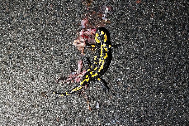 Vom Straßenverkehr getöteter Feuersalamander zwischen Erlach und Ansbach. Foto: Bernhard Arnold