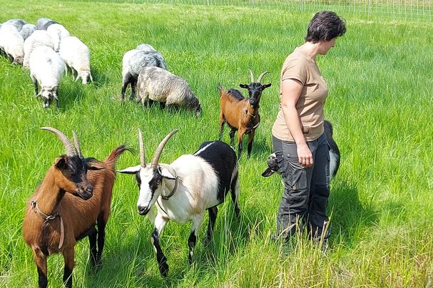 Moorschnucken, Ziegen und Steinschafe halten Wiesenflöchen im Hafenlohrtal offen, Foto Erwin Scheiner