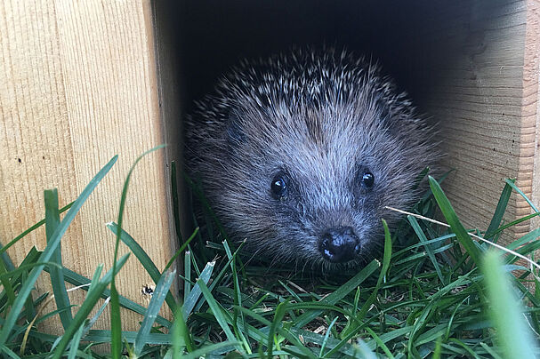 Igel im Häuschen, Foto Martina Gehret