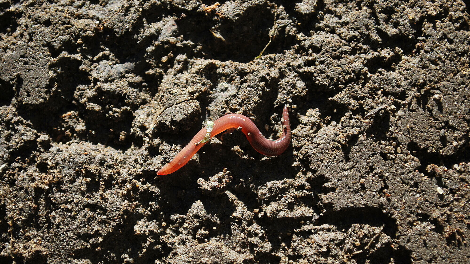 Gemeiner Regenwurm, Foto: Heide Frobel