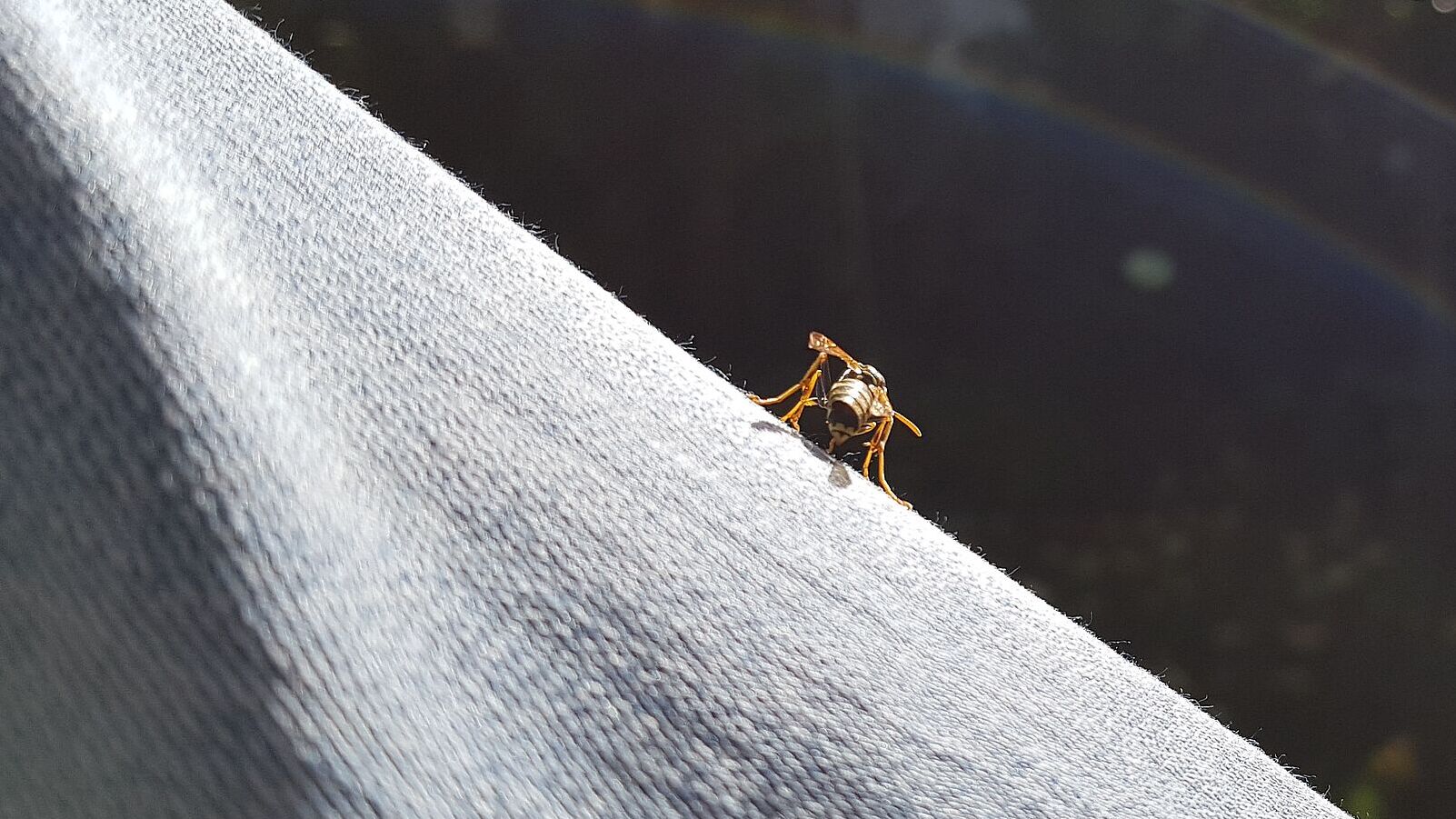 Wespe auf Hosenbein, Foto Conni Schlosser