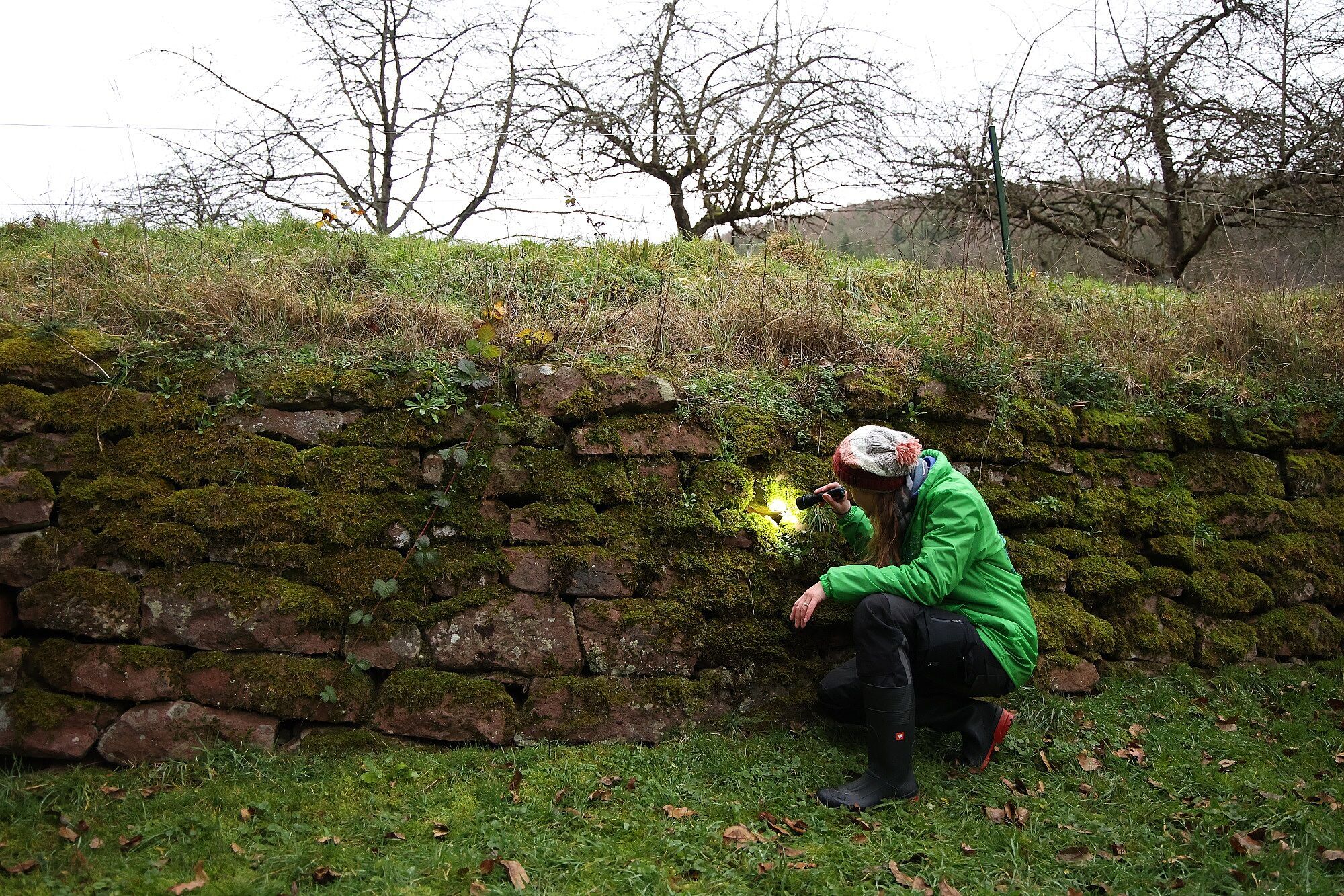 Mit einer Taschenlampe kontrolliert die Biologin Jacqueline Kuhn die Ritzen und Spalten der Sandsteinmauer. Foto: Andreas Schneider