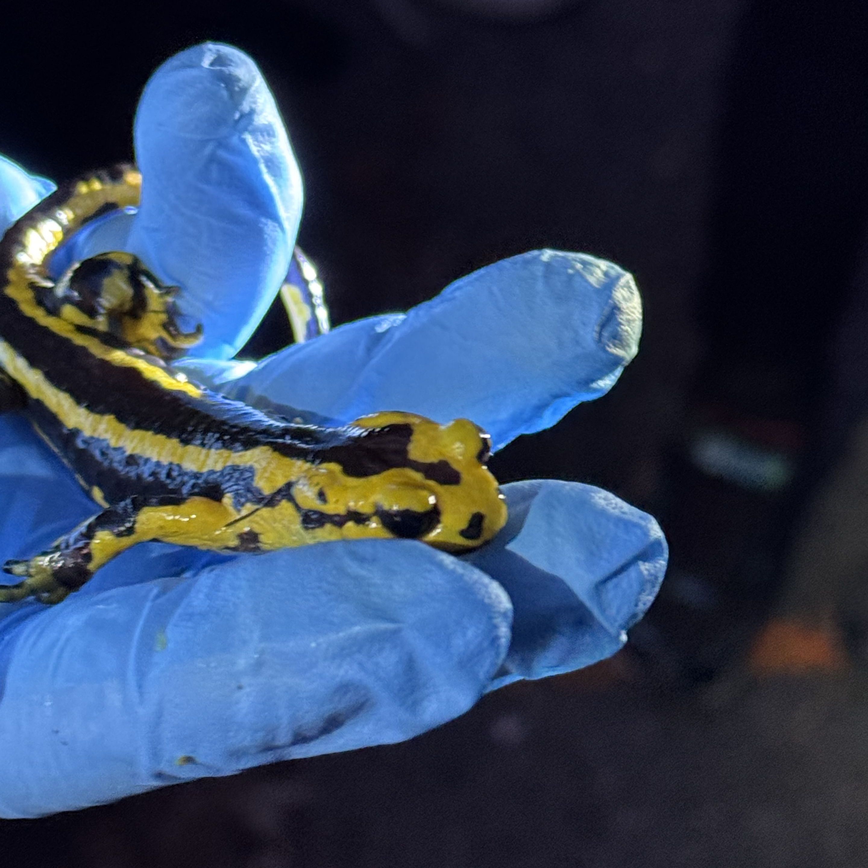 Der Exkursionsleiter Thomas Winter hatte ein Anschauungsexemplar dabei, Foto Juliane Wellmann Der Exkursionsleiter Thomas Winter hatte ein Anschauungsexemplar dabei, Foto Juliane Wellmann