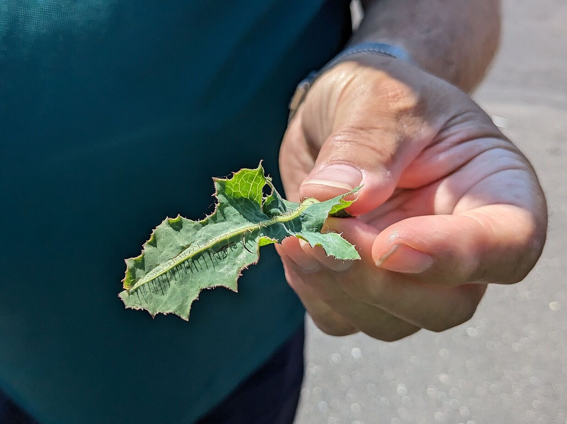 Wild & Lecker: Julia zeigt den Kompasslattich, Foto Conni Schlosser