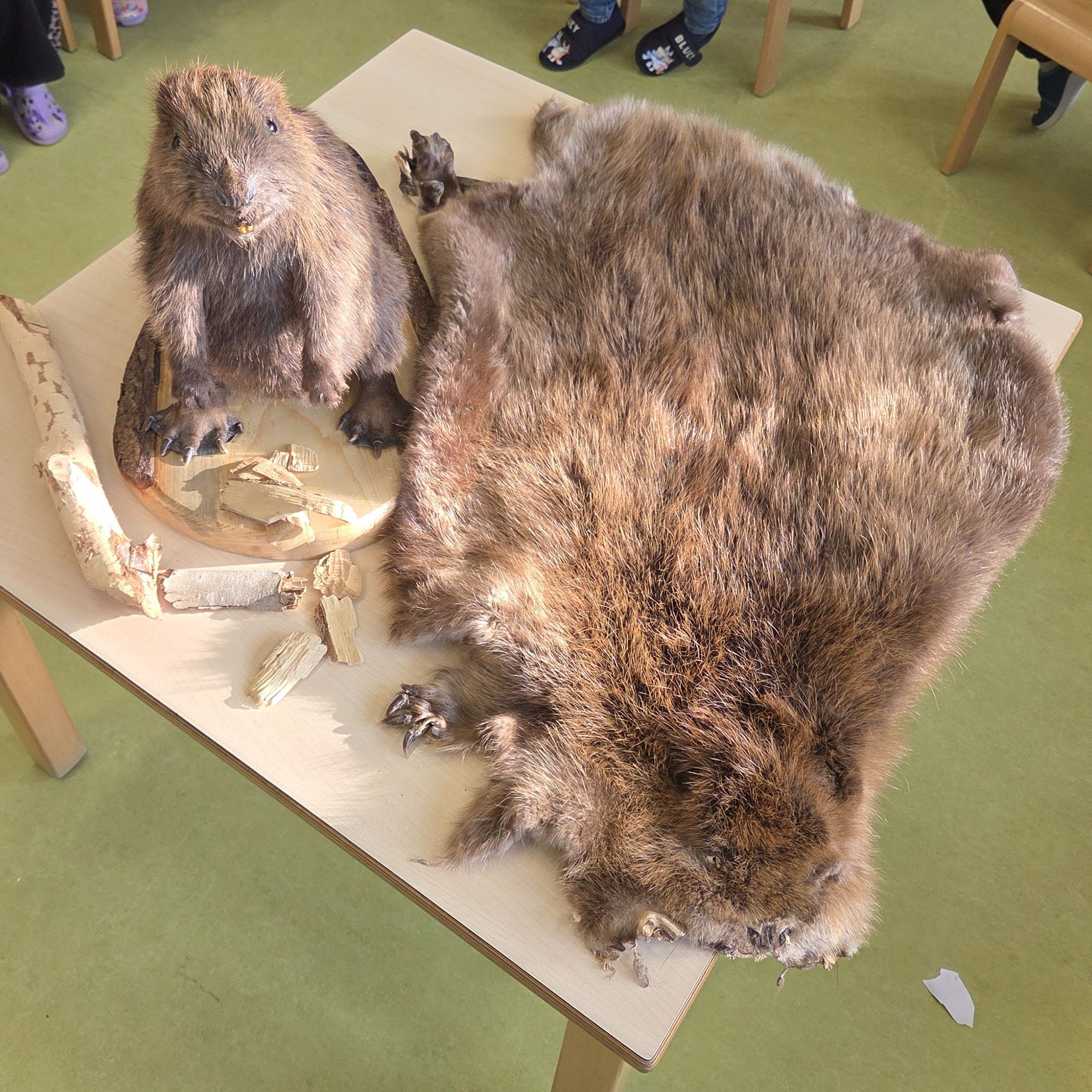 Der Inhalt des Biberrucksacks, den Herr Scheiner mitgebracht hatte, Foto KITA Lohgraben Der Inhalt des Biberrucksacks, den Herr Scheiner mitgebracht hatte, Foto KITA Lohgraben