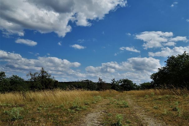 Hochsommer im Naturschutzgebiet Rammersberg. Foto: Heinz Scheid