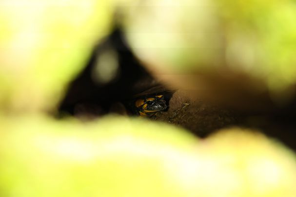 Im Winter sind Feuersalamander meist tief im Gangsystem von alten Sandsteinmauern ver¬steckt und nur schwer zu finden. Foto: Andreas Schneider
