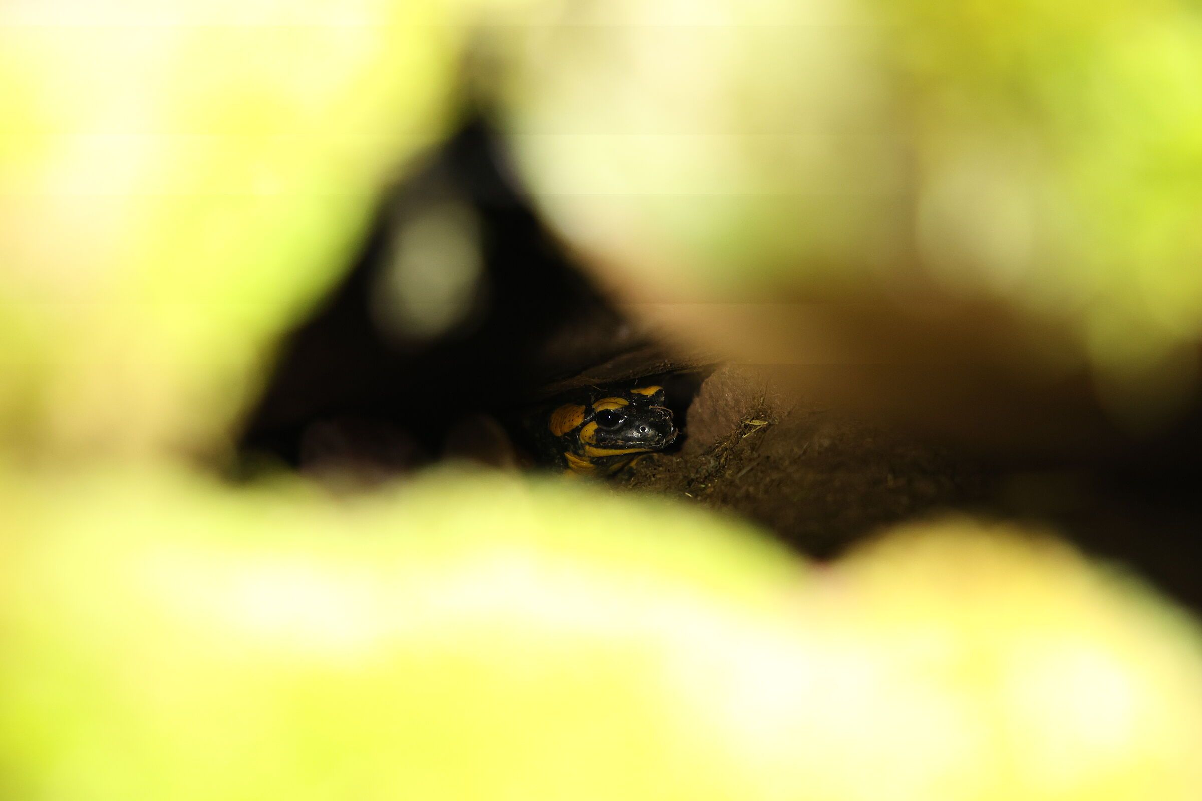 Im Winter sind Feuersalamander meist tief im Gangsystem von alten Sandsteinmauern ver¬steckt und nur schwer zu finden. Foto: Andreas Schneider