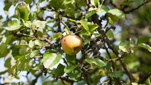 Apfel, Foto Heide Frobel