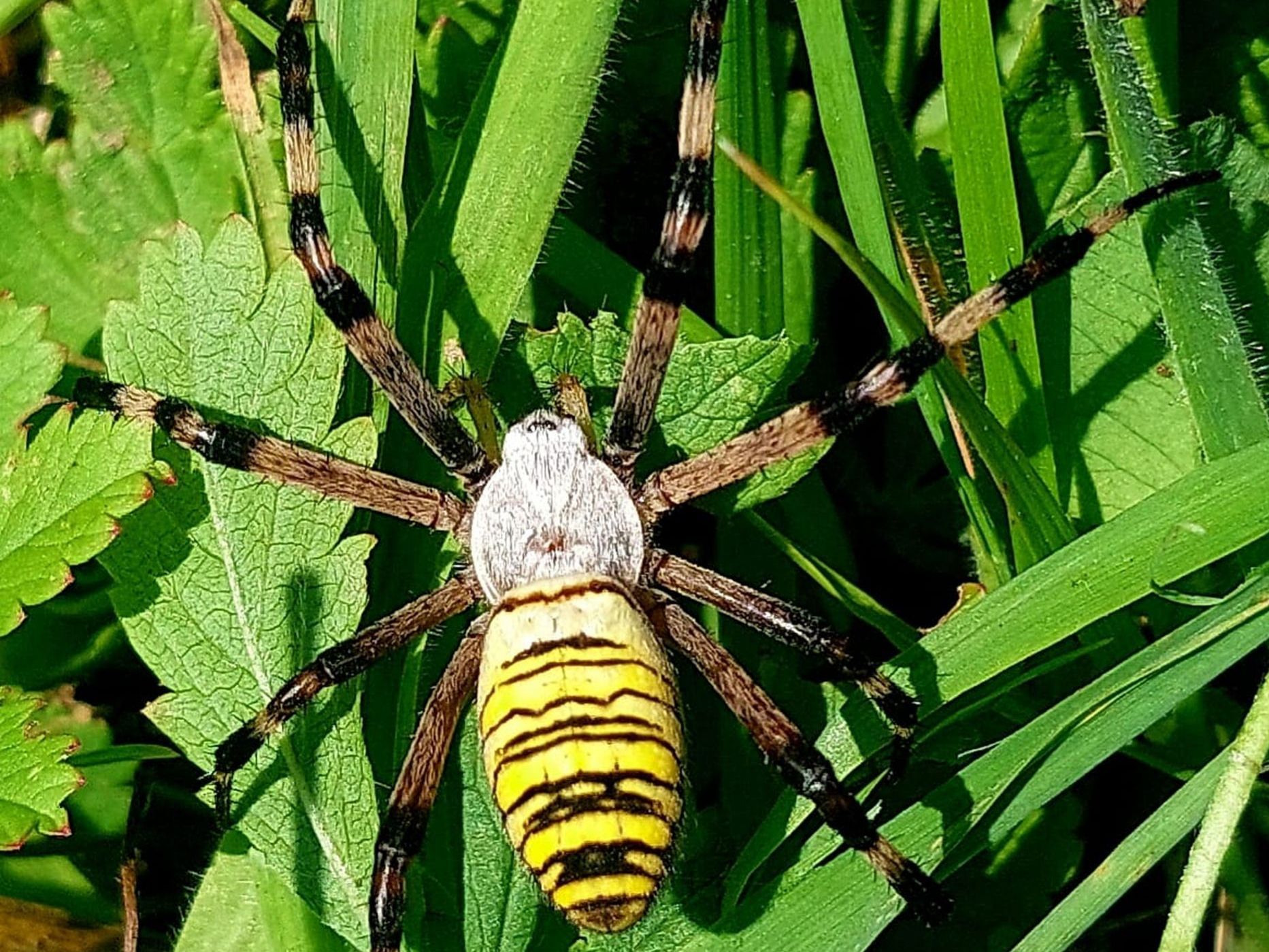 Wespenspinne, Foto Uwe Schlosser