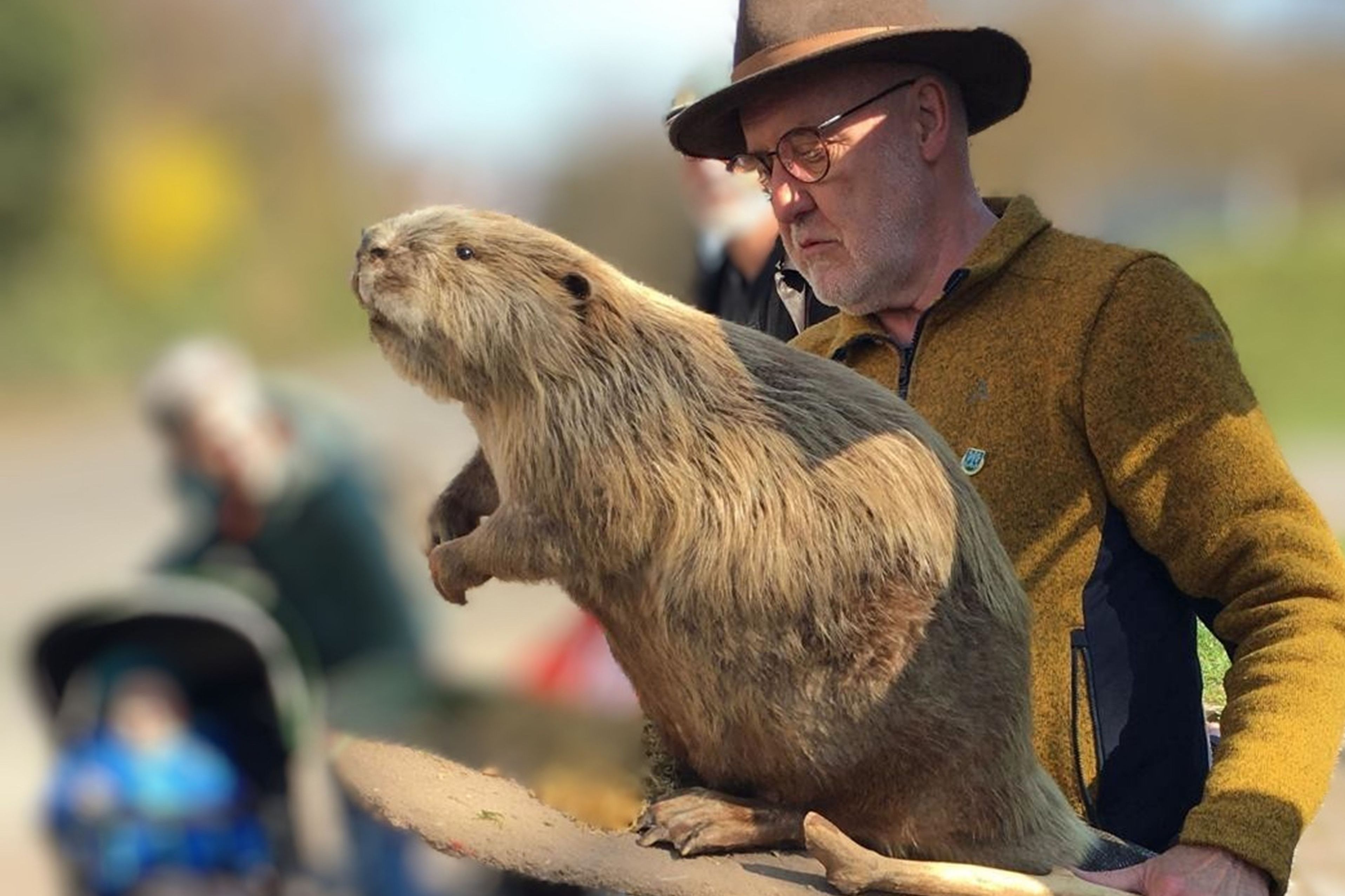 Erwin Scheiner mit Biberpräparat, Foto Ulrich Geißler