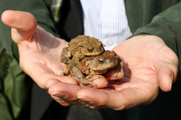 Amphibienrettung, Fotograf: Alexander Kaya 