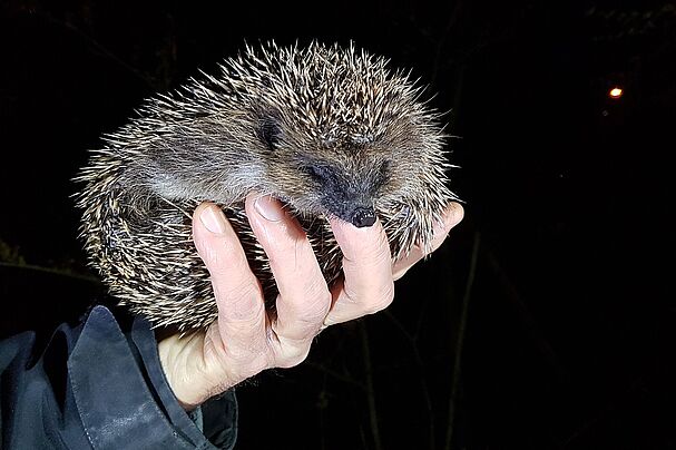 Igel Auswilderung Marktheidenfeld, Foto Conni Schlosser