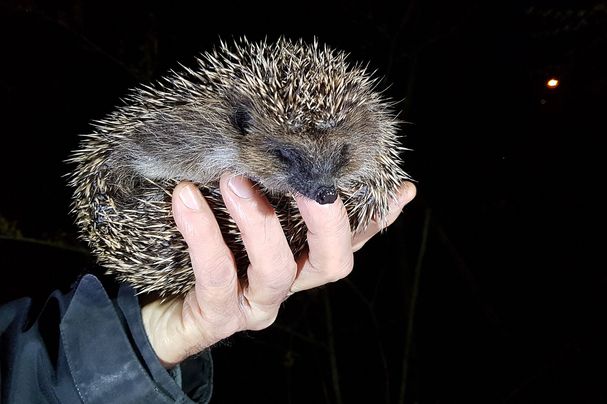 Igel Auswilderung Marktheidenfeld, Foto Conni Schlosser