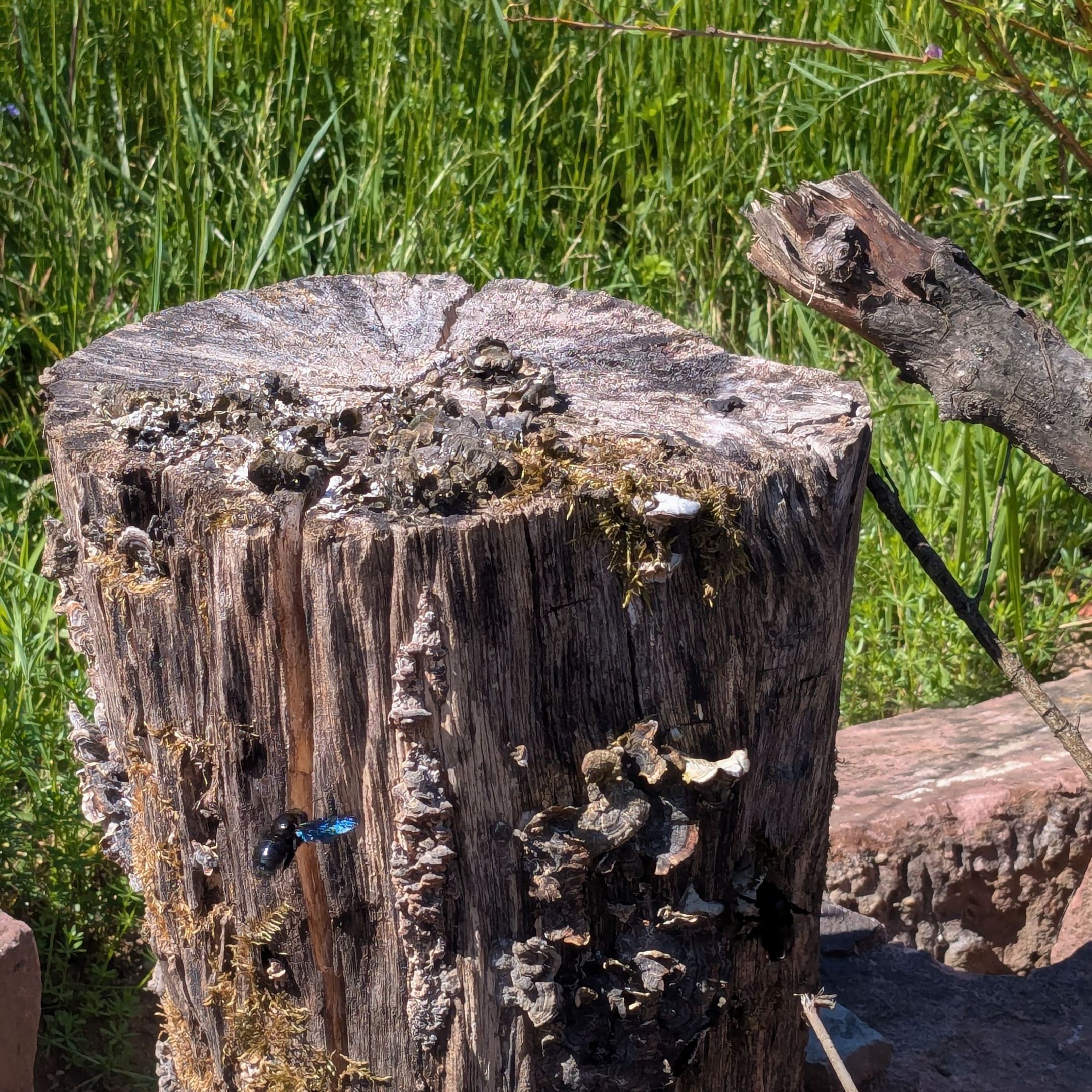 Holzbiene am Totholz, Foto Conni Schlosser Holzbiene am Totholz, Foto Conni Schlosser