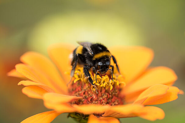 Erdhummel (B. lucorum) – häufigste Hummel im Projekt, Fotograf: Toni Mader