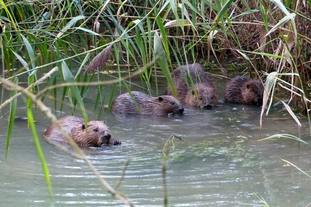 Junge Biber, hier aus dem Retztal, Foto Edmar Rothaug