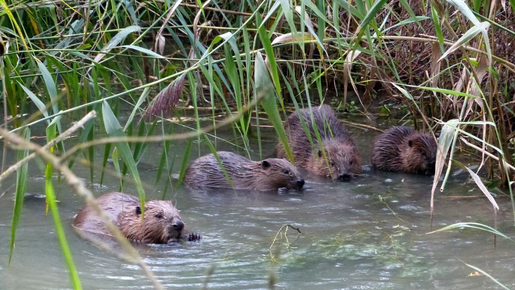 Junge Biber, Foto Edmar Rothaug Junge Biber, Foto Edmar Rothaug