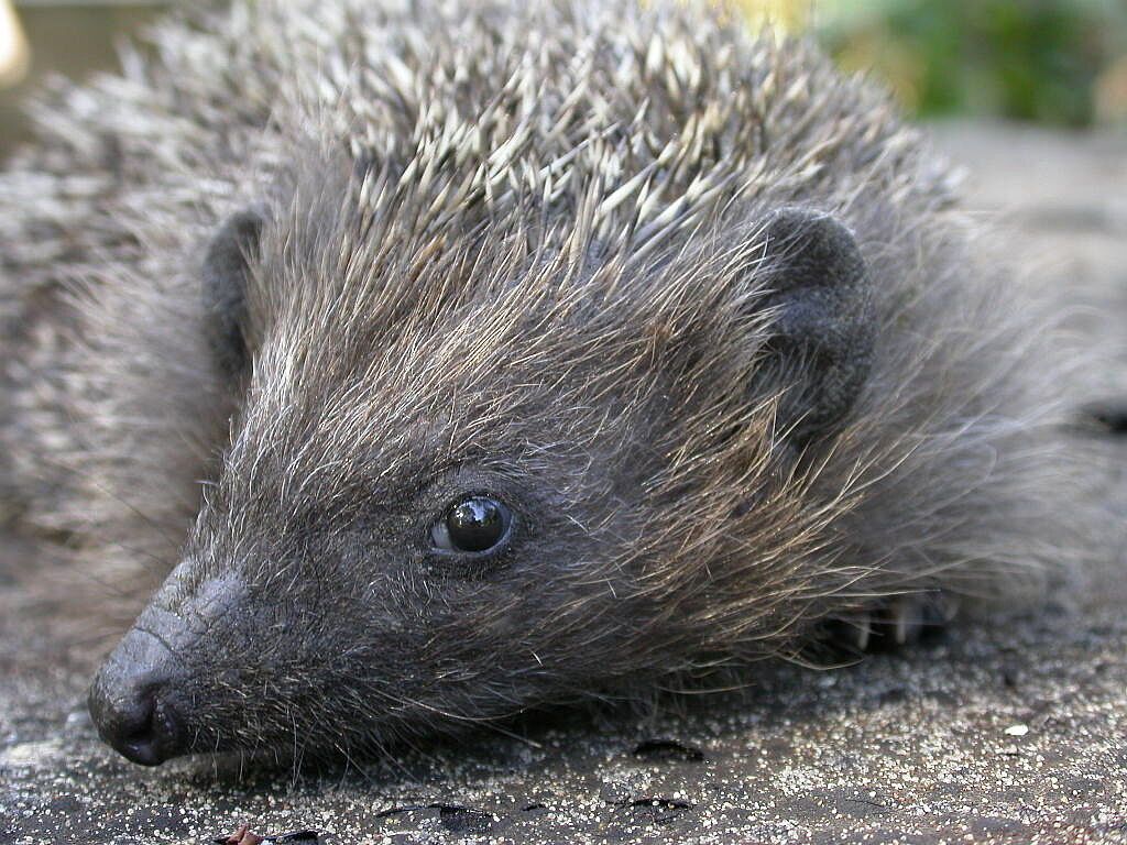 Igel Aufzuchtstation Retzbach, Foto Reinhard Fritz