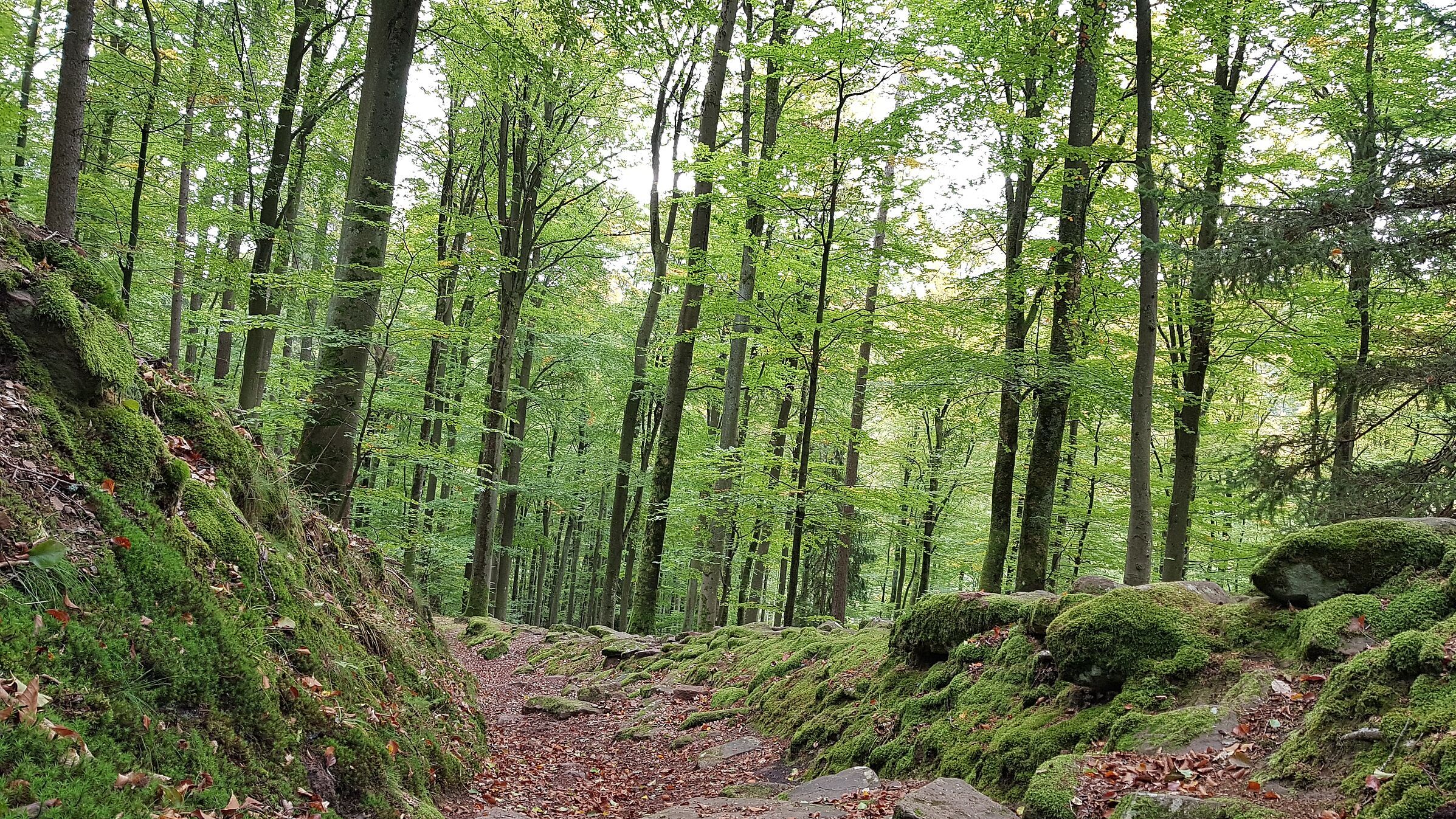 Auf dem Weg zur Karlshöhe, Spessart, Foto: Conni Schlosser