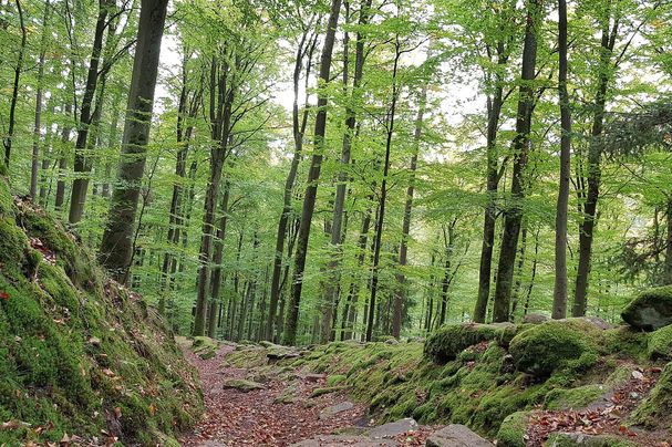 Auf dem Weg zur Karlshöhe, Spessart, Foto: Conni Schlosser