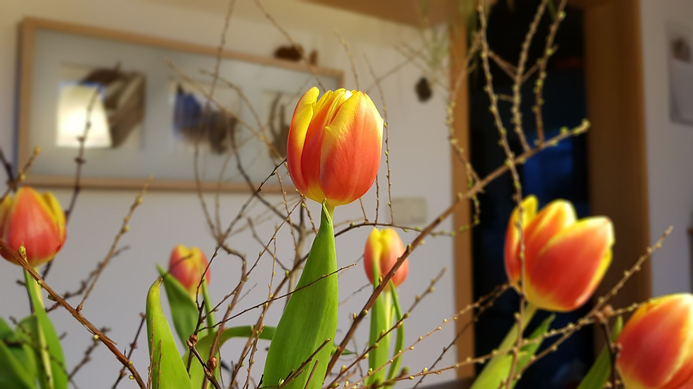 Tulpenstrauß_Foto Conni Schlosser