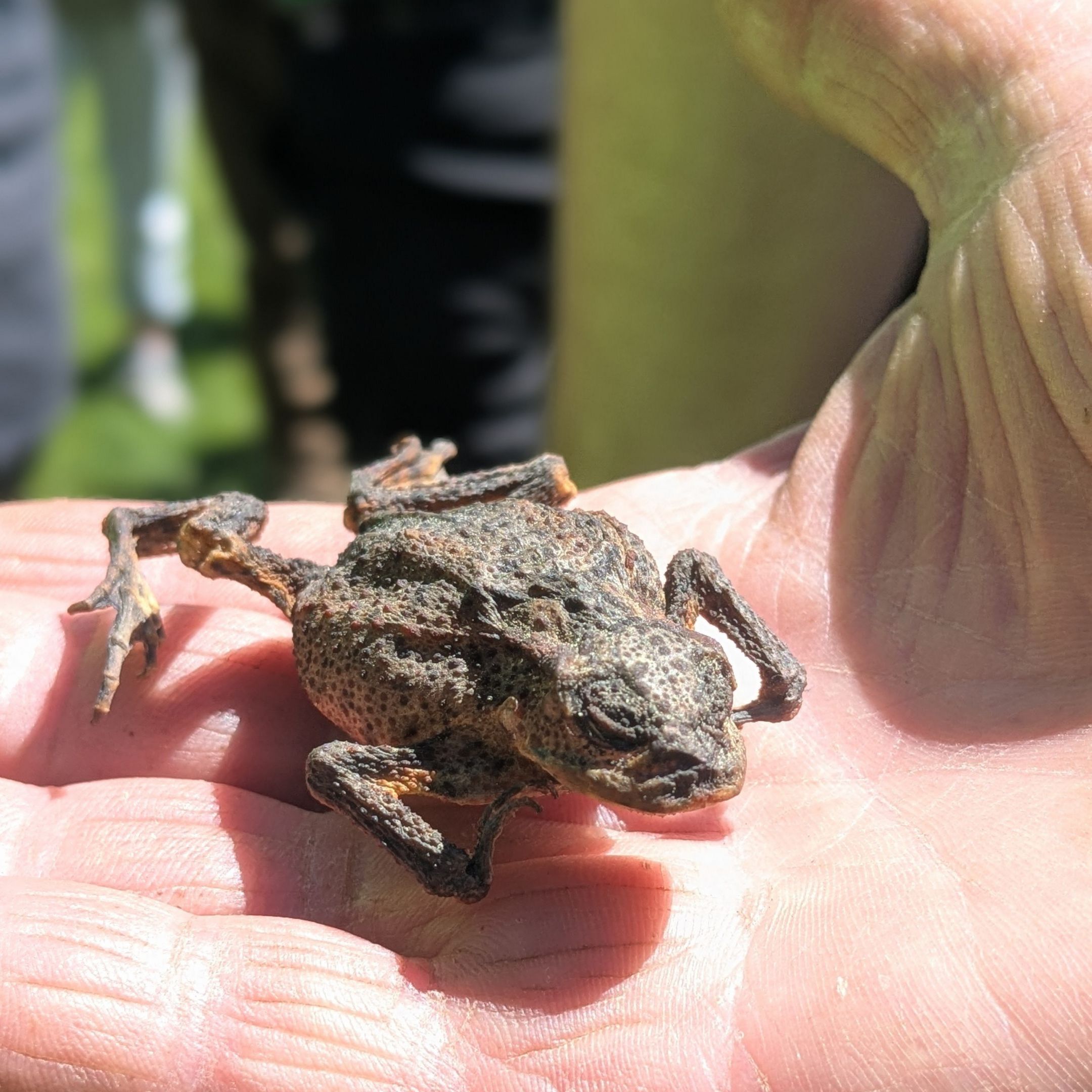 Zur Anschauung hat Ruf eine vertrocknete Erdkröte mitgebracht, Torsten Ruf gibt Infos zu den Waldfeuchtbiotopen, Foto Conni Schlosser Zur Anschauung hat Ruf eine vertrocknete Erdkröte mitgebracht, Torsten Ruf gibt Infos zu den Waldfeuchtbiotopen, Foto Conni Schlosser