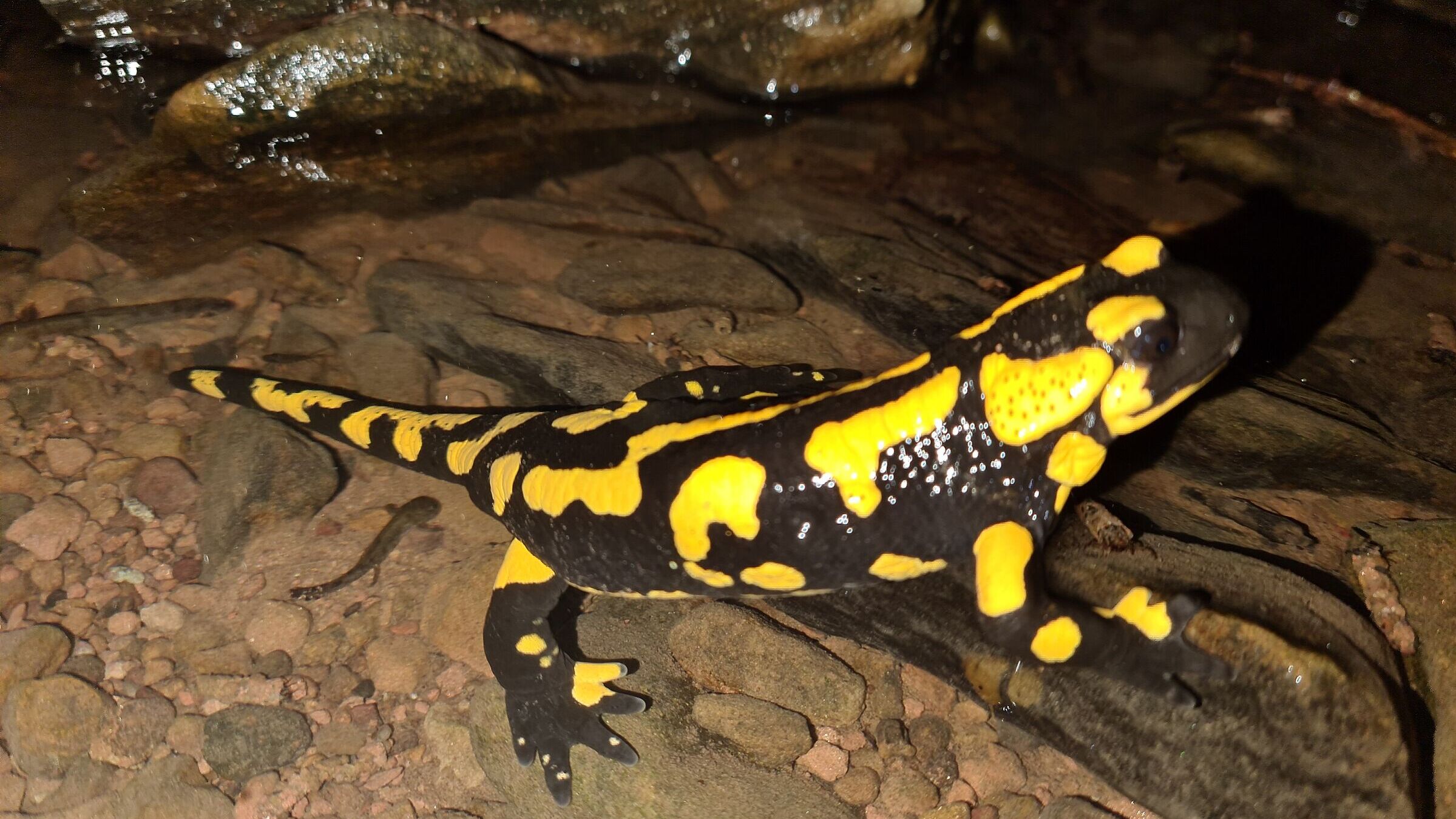 Feuersalamander, Foto Thomas Winter Feuersalamander, Foto Thomas Winter