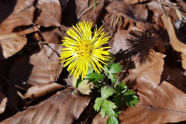 Huflattich, Foto Conni Schlosser