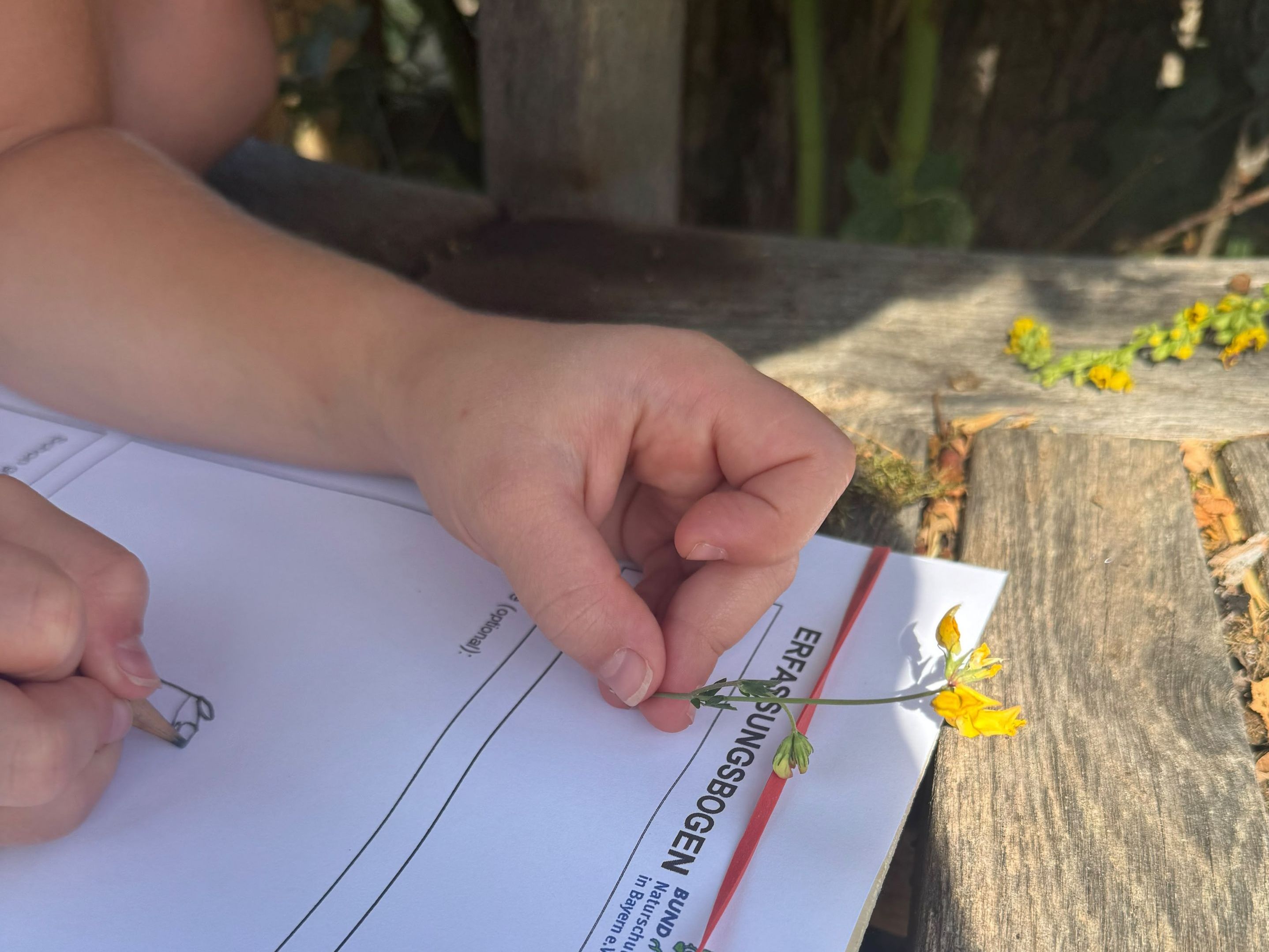 Für das Zertifikat mussten die Kinder in einem Erfassungsbogen auch eine Pflanze und ihre Kennzeichen skizzieren, Foto Juliane Wellmann