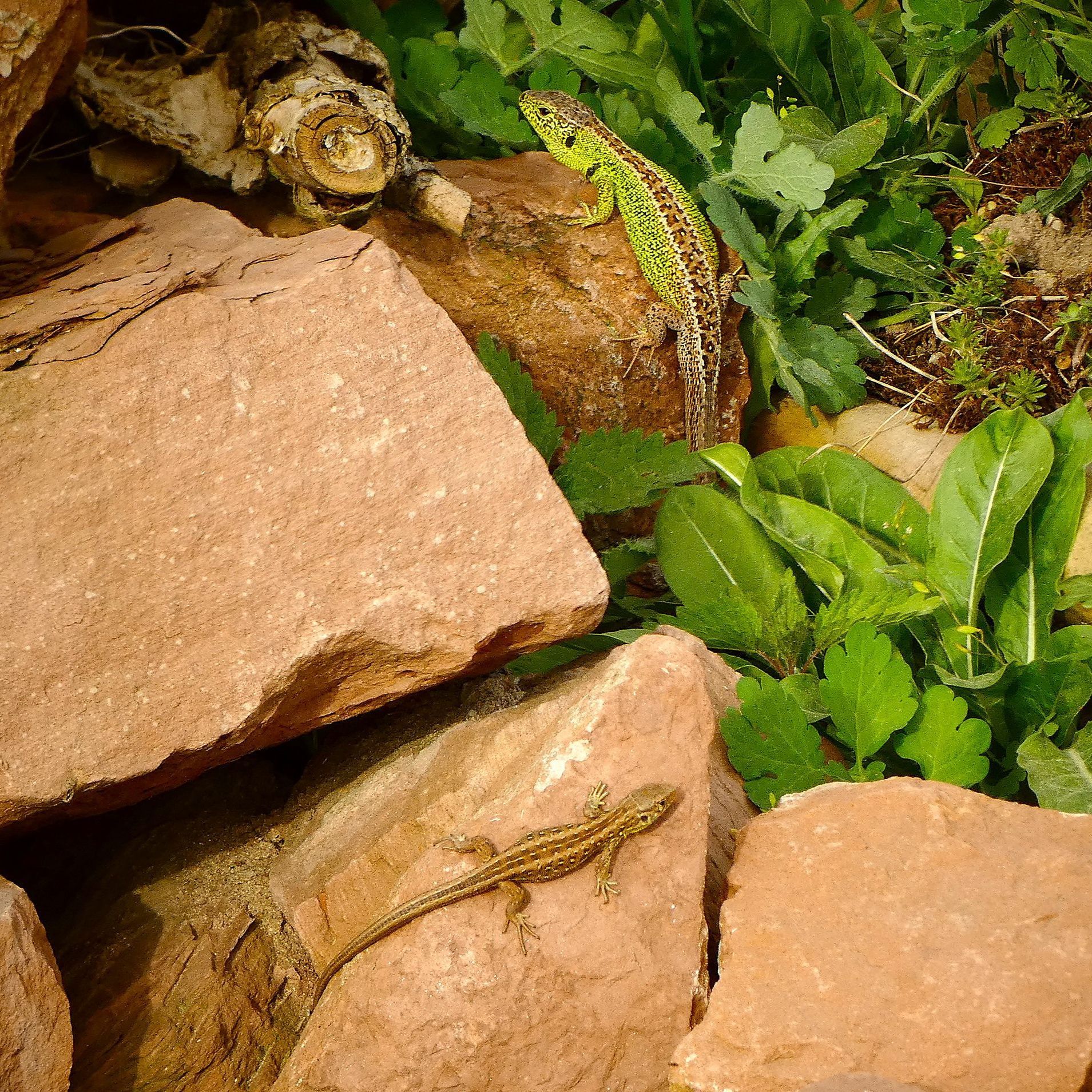 Zauneidechsenmännchen und -weibchen, Foto Michael Pfister