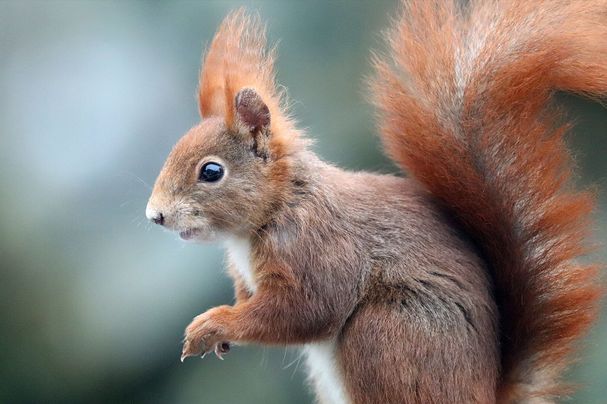 Eichhörnchen, Foto Sonja Kreil