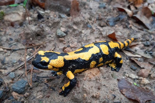 Feuersalamander, Foto: Dr. Jacqueline Kuhn