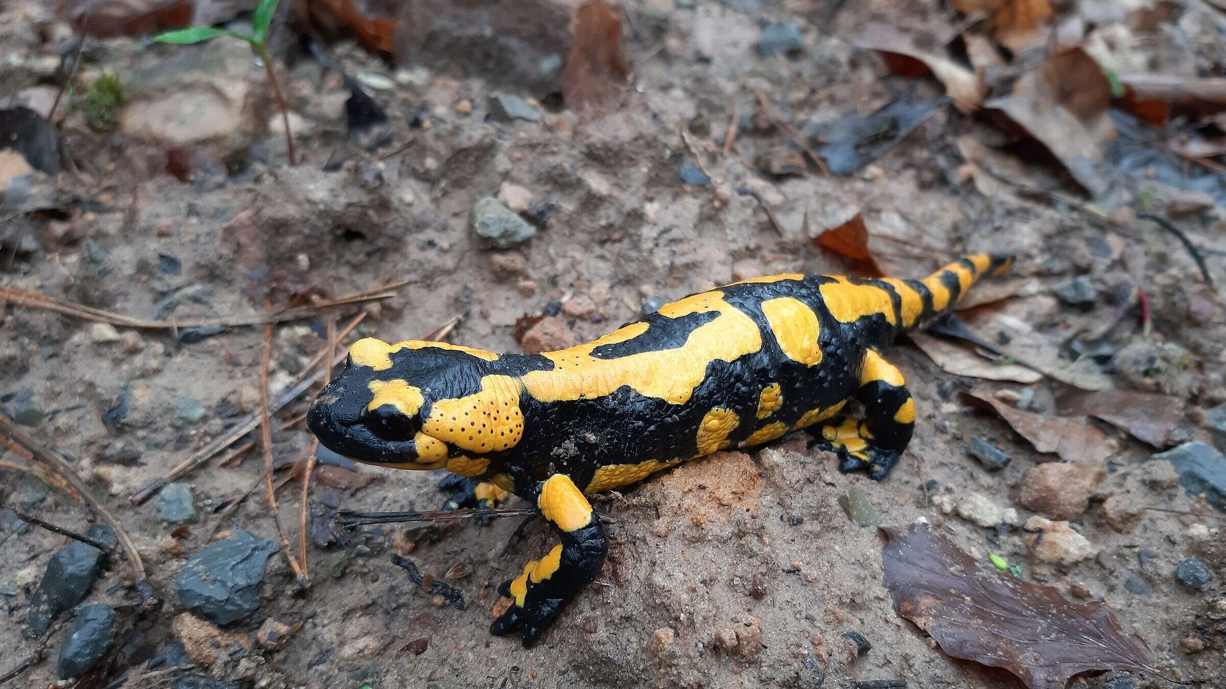 Feuersalamander, Foto: Dr. Jacqueline Kuhn