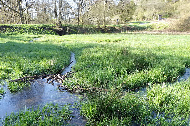 Wasserfläche oberhalb eines Biberdamms, Foto Berit Arendt