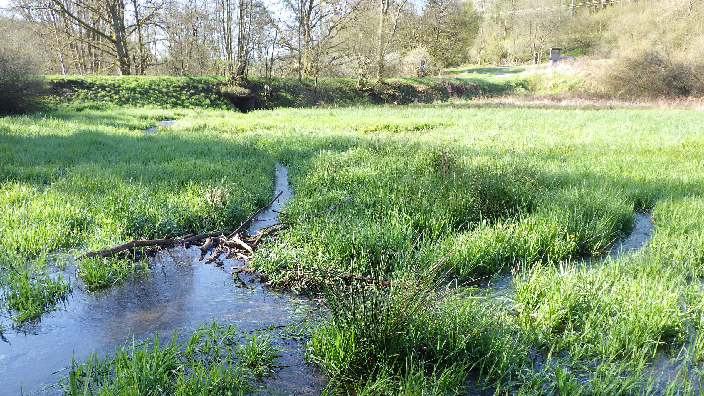 Wasserfläche oberhalb eines Biberdamms, Foto Berit Arendt