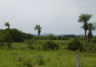 Carnauba-Palmen Carnauba-Palmen