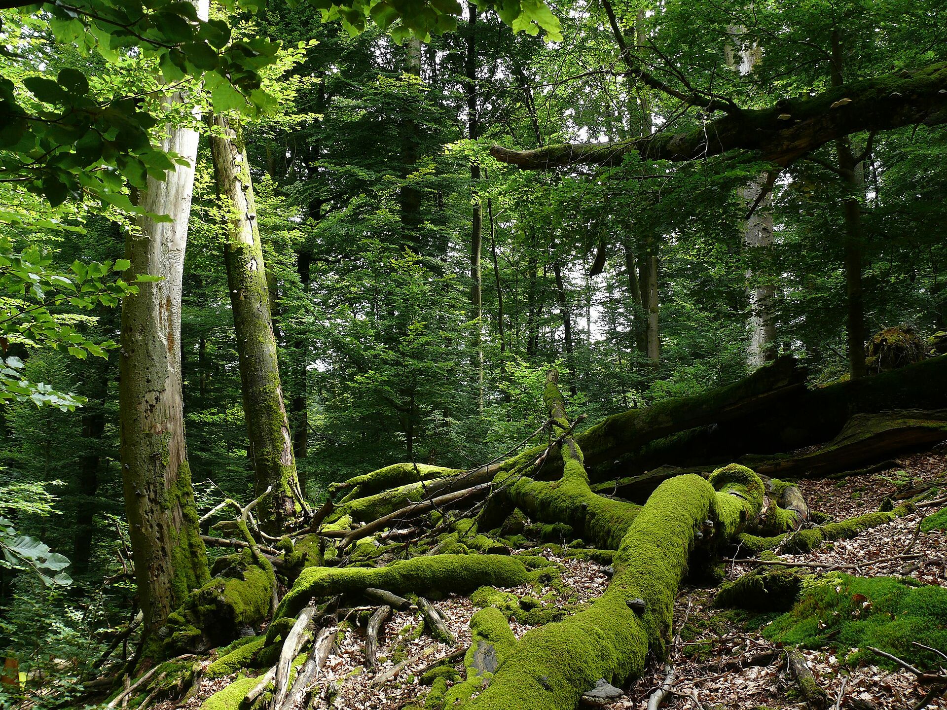 Nationalpark Spessart - BUND Naturschutz in Bayern e.V.