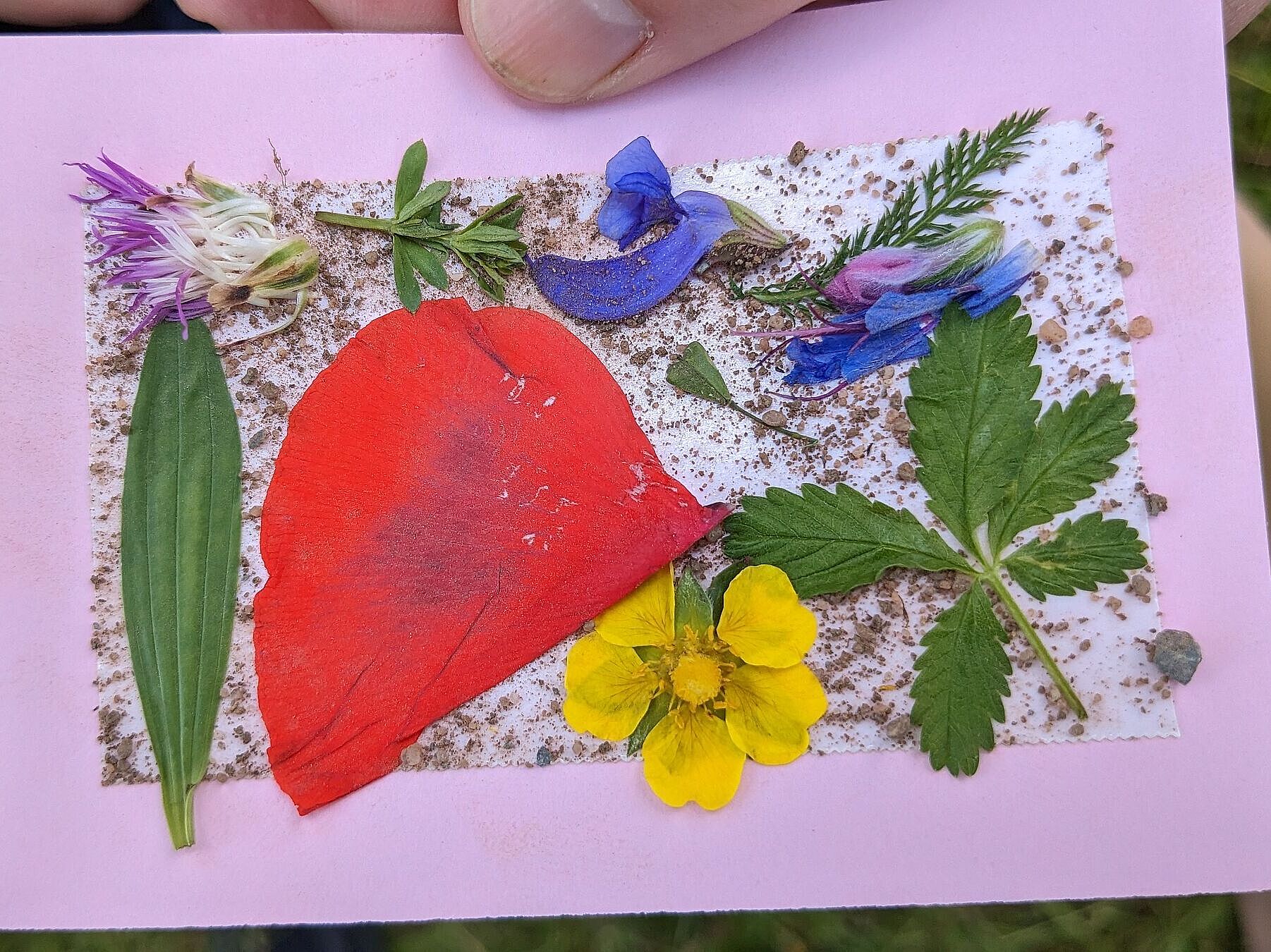 Wild & Lecker: kreative Erinnerungskarte Pflanzen, Foto Conni Schlosser