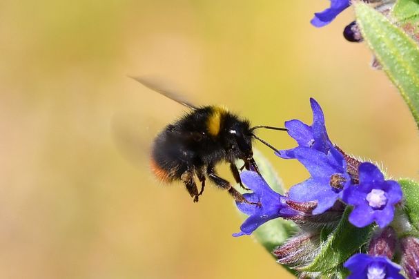 Wiesenhummel, Foto Jann Wübbenhorst