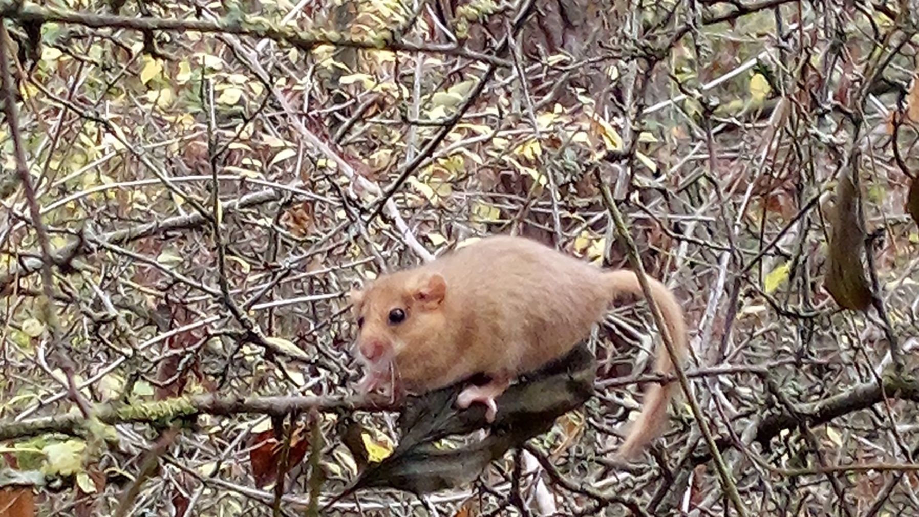 Haselmaus, Foto Marco Handel